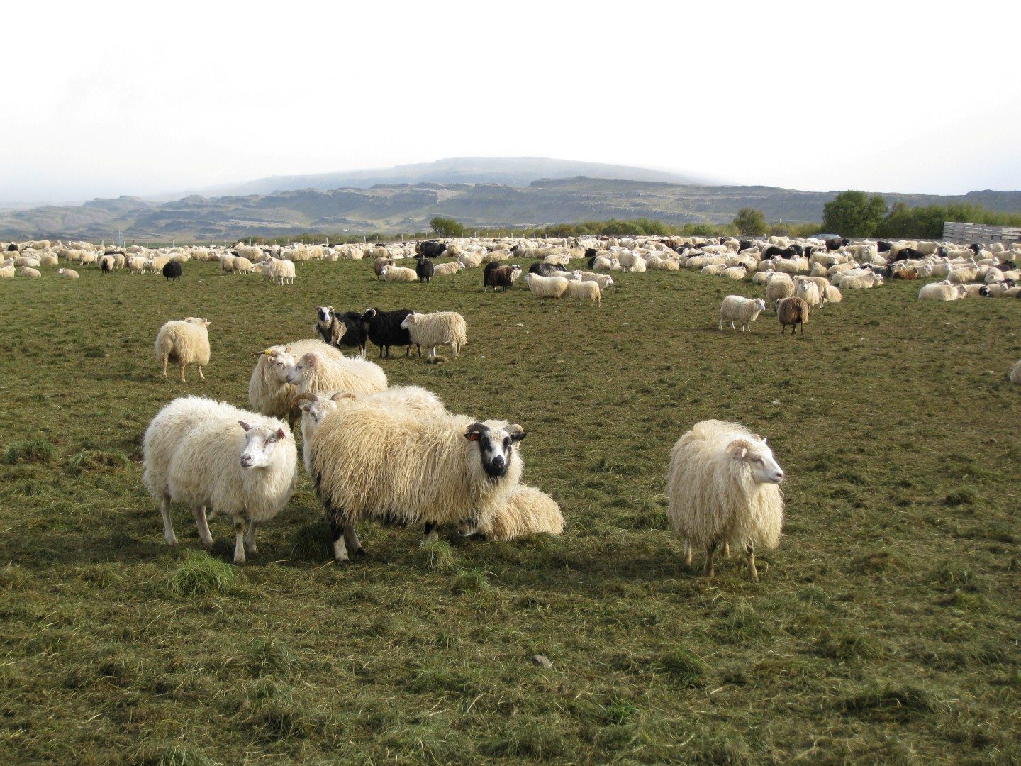 Schafe auf der Weide Copyright: C.B. 