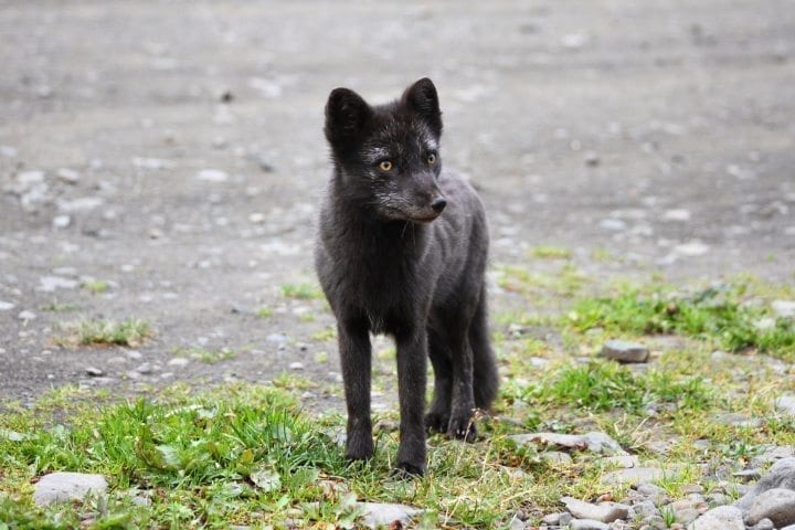 Tierwelt und Kulturerbe von Hesteyri – Tagestour ab Ísafjörður