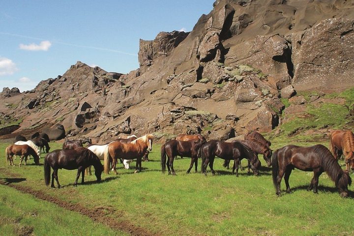 Islandpferde und Natur