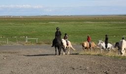 Reiten in Westisland