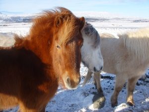 Islandpferde im Schnee