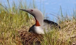 Sterntaucher. Foto: Helgi Guðmundsson
