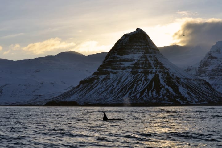 Walbeobachtung ab Ólafsvík