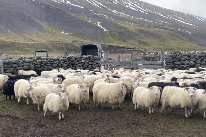 Schafabtrieb auf Island – Cowboy-Stimmung am Rande des Polarkreises